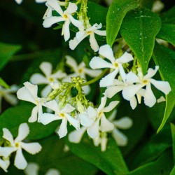 Používá se jako pleťový olej, olejový přírodní parfém, do masážního oleje. Přináší uvolnění při předmenstruační tenzi a během me